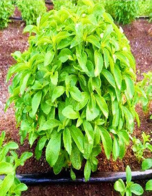 VibeX Stevia Seed(50 per packet)