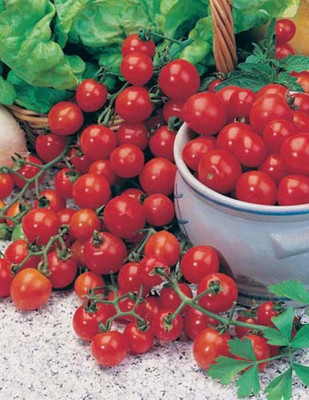 WILLVINE Dwarf Heirloom Tiny Tim Cherry Tomato [25g, 7500 Seeds] Seed(7500 per packet)