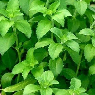 YOUNG STAR STEVIA IMPORTED (20 SEED)SWEET LEAVE HERB SEED Seed(20 per packet)