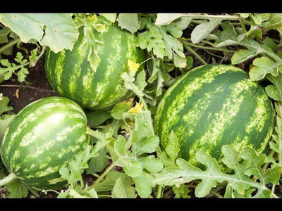 XOLDA Hybrid Watermelon Seed(50 per packet)