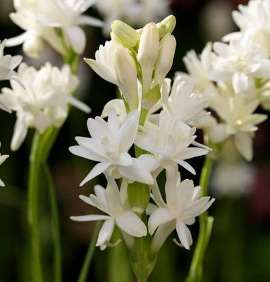 My Dream Nuresry Tuberose/Rajnigandha Plant(Hybrid, Pack of 1)