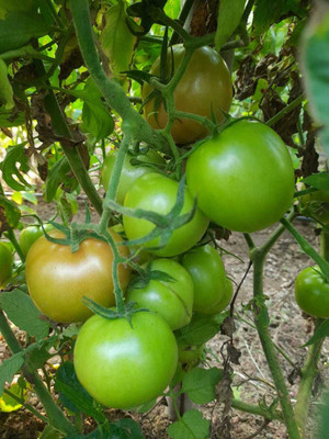 Iris Hybrid Seeds Tomato Seed(50 per packet)