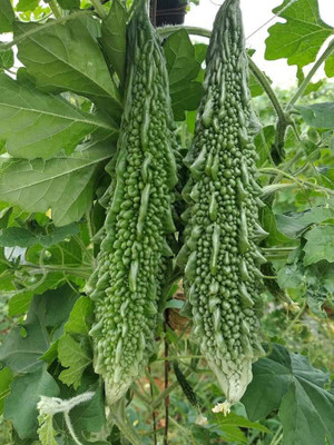 Iris Hybrid Seeds Bitter Gourd Seed(20 per packet)