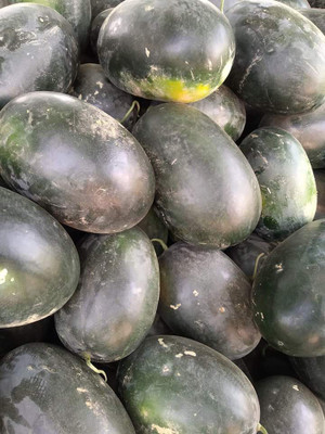 Iris Hybrid Seeds Watermelon Seed(40 per packet)