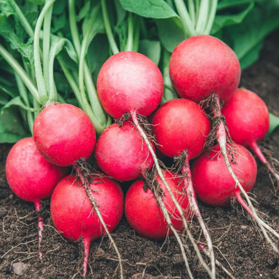 Paudha Radish Red Round Seed(51 per packet)