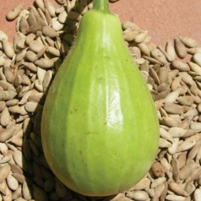 UGRA Bottle Gourd F1 Hybrid Lattu Seeds Seed(500 per packet)