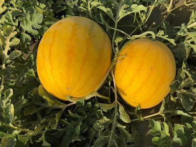 Iris Hybrid Seeds Melon Seed(40 per packet)