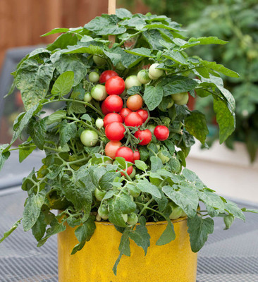 XOLDA Cherry Tomato Seed(15 per packet)