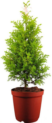 GreenyOn Christmas Tree Plant(Hybrid, Pack of 1)