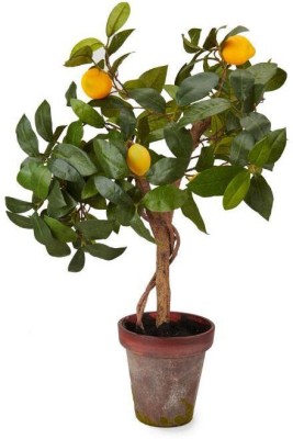 EverGarden Lemon Plant(Hybrid, Pack of 1)