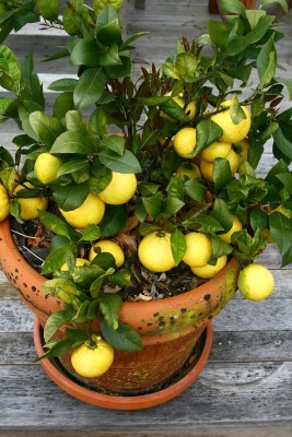 EverGarden Lemon Plant(Hybrid, Pack of 1)