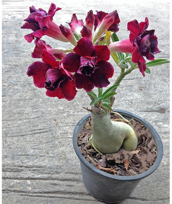 EdensFild Adenium Plant(Hybrid, Pack of 1)