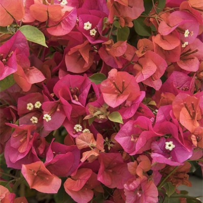 Oxygreenplant Bougainvillea Plant(Hybrid, Pack of 1)