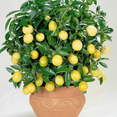 PB honey priya plant Lemon Plant(Hybrid, Pack of 1)