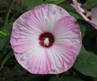 Entacloo Hibiscus Plant(Hybrid, Pack of 1)