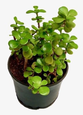 Agroo Liv Jade Plant(Pack of 1)