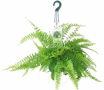 Grinian Fern Plant(Hybrid, Pack of 1)