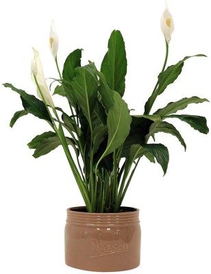 My Dream Nursery Peace Lily Plant(Hybrid, Pack of 1)