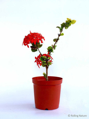 HarvestVale Trothic Ixora/Chethi Plant(Pack of 1)
