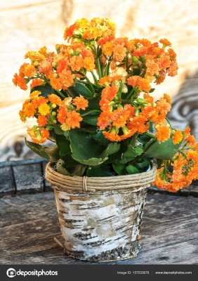 Grinian Kalanchoe Plant(Hybrid, Pack of 1)