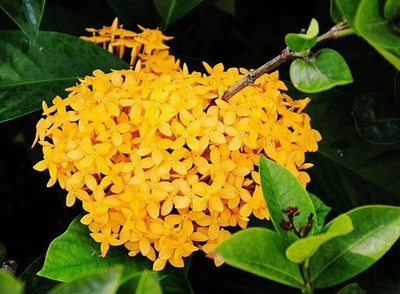 DELOREA Trothic Ixora/Chethi Plant(Hybrid, Pack of 1)