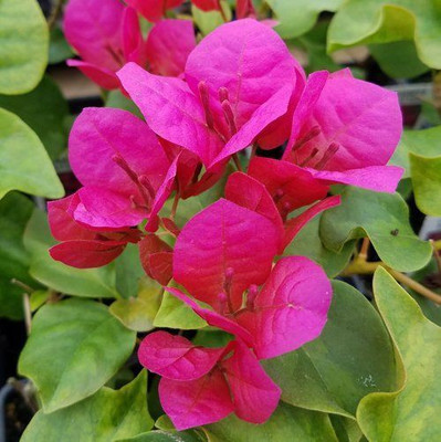 MagicQueen Bougainvillea Plant(Hybrid, Pack of 1)