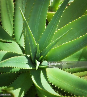 EverGarden Aloe Vera Plant(Hybrid, Pack of 1)