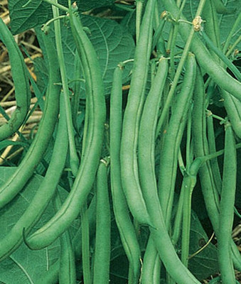 VibeX Bean Seed(75 per packet)
