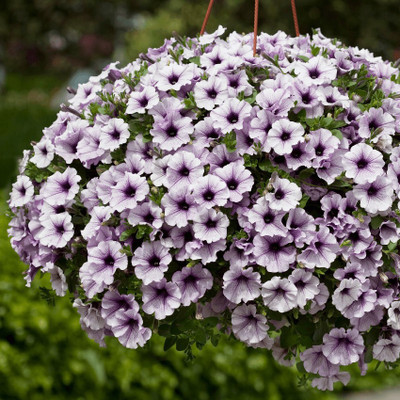 LIVOX Petunia Mixed Flower Seed(40 per packet)