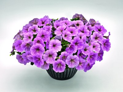 LIVOX PETUNIA GRANDIFLORA PURPLE FLOWER Seed(10 per packet)