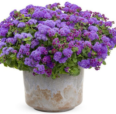 LIVOX AGRETAUM HAWALL MIXED COLOR FLOWER Seed(10 per packet)
