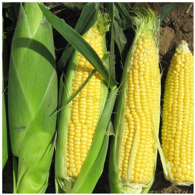ME Traders Sweet corn Seed(41 per packet)