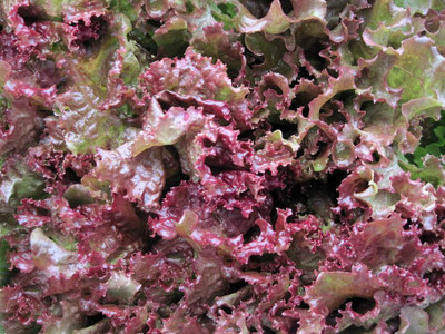 Paudha Lettuce Red Seed(20 per packet)