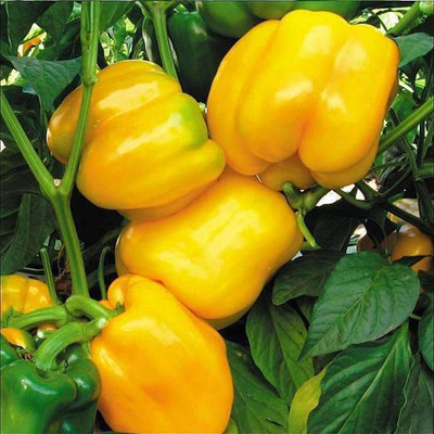 Paudha Capsicum Yellow Seed(37 per packet)