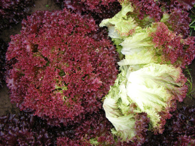 XOLDA Lettuce Red Seed(20 per packet)