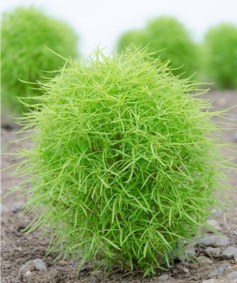 Paudha Exotic Kochia Plant Seed(67 per packet)