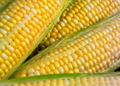 XOLDA Sweet corn Seed(40 per packet)