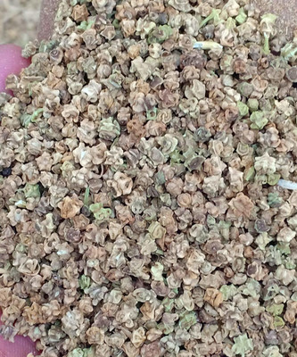 rashuali Palak, Spinach Seed(50 per packet)