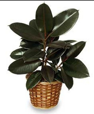 MHIMI Rubber Tree(Hybrid, Pack of 1)