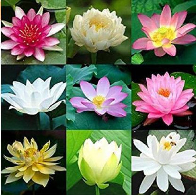 VS GLOBAL 9 DIFFERENT LOTUS 4 EACH 36 Seed(36 per packet)