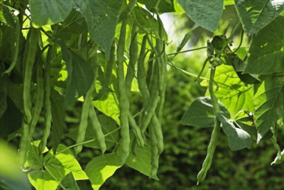 RichChoice Cluster Beans (Gwarphali) Seed(100 per packet)