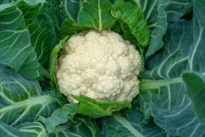 RichChoice Cauliflower Vegetable Seeds, Phool Gobhi Seed(100 per packet)
