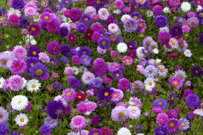 RichChoice Aster Princess Beautiful Mixed Flower Seeds Seed(50 per packet)