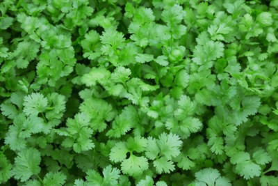 RichChoice Coriander (Dhaniya) High Germination All Season (Best of summer) Best Vegetables Seeds Seed(100 per packet)