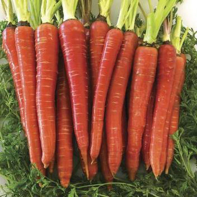 RichChoice Carrot Seeds Seed(100 per packet)