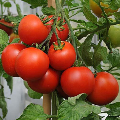 KANAYA Italian Red Cherry Tomato Vegetable Seed(150 per packet)