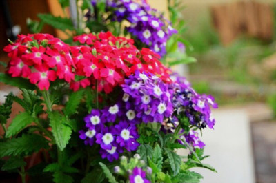 RichChoice Verbena Flower Mixed Seed(50 per packet)