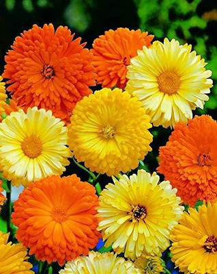 XOLDA Calendula Mix Seed(50 per packet)
