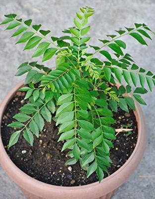 Sjeme Pure Neem Leaf Seed(20 per packet)