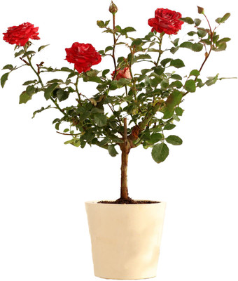 Aquinnah Graden Rose Plant(Hybrid, Pack of 1)